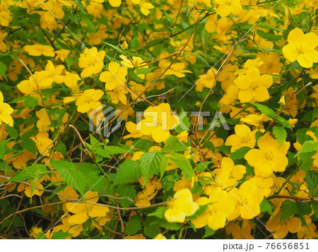 東京板橋・舟渡水辺公園のヤマブキ 76656851