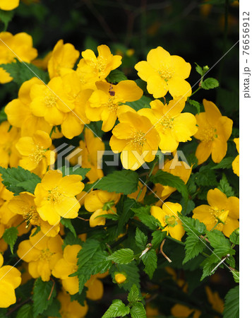 東京板橋・舟渡水辺公園のヤマブキ 76656912