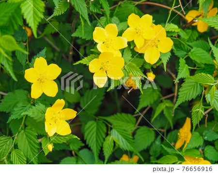 東京板橋・舟渡水辺公園のヤマブキ 76656916