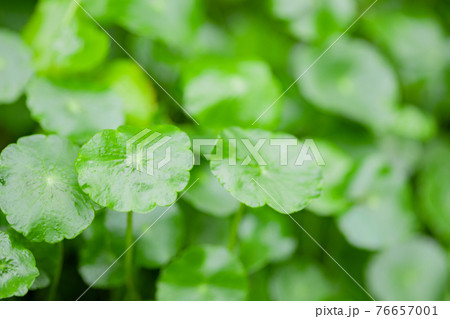 ツボ草 ツボ草 76657001