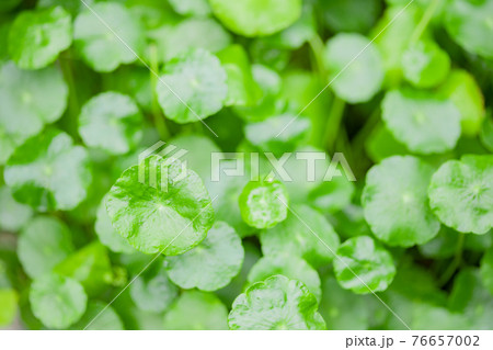 ツボ草 ツボ草 76657002