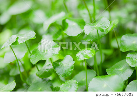 ツボ草　写真素材 76657005