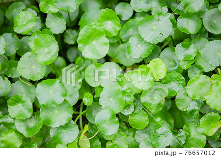ツボ草 写真素材 ツボ草 写真素材 76657012