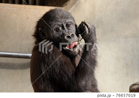 チンパンジー 76657019