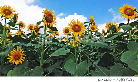 昭和感漂うひまわり　少年時代	 76657153