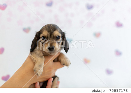 仔犬 カニンヘンダックスフンド 仔犬 カニンヘンダックスフンド 76657178
