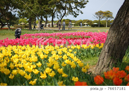 花壇に咲くチューリップの花 76657181
