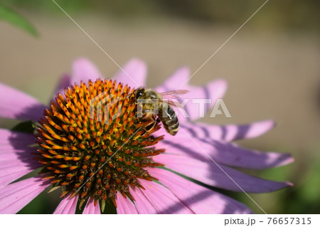 Detailed Closeup of Beautiful Pink or Purple Coneflowers. With Bee Gathering Pollen and Drinking Nectar. Detailed Closeup of Beautiful Pink or Purple Coneflowers. With Bee Gathering Pollen and Drinking Nectar. 76657315