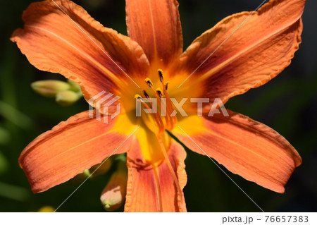 Flower of a Fire Lily (Lilium bulbiferum) Flower of a Fire Lily (Lilium bulbiferum) 76657383