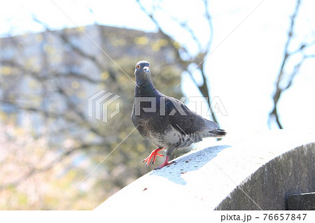 平和の象徴である鳥 野生の鳩の写真素材