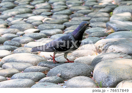 平和の象徴である鳥 野生の鳩の写真素材