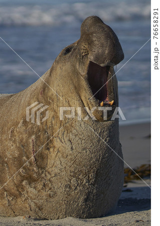Male Southern Elephant Seal roaring Male Southern Elephant Seal roaring 76658291