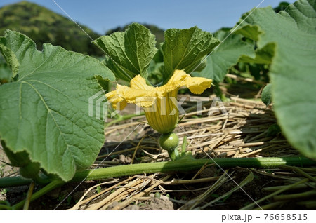 カボチャのめ花 76658515