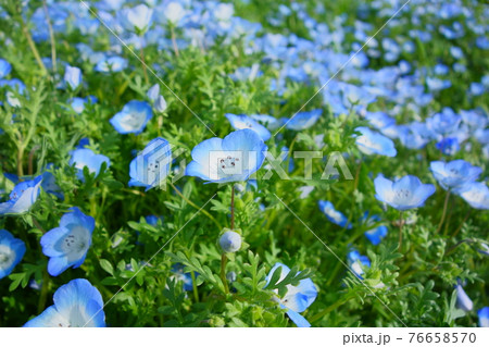 日光を浴びるネモフィラの花 日光を浴びるネモフィラの花 76658570