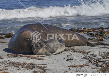 Male Southern Elephant Seal and pup Male Southern Elephant Seal and pup 76658583