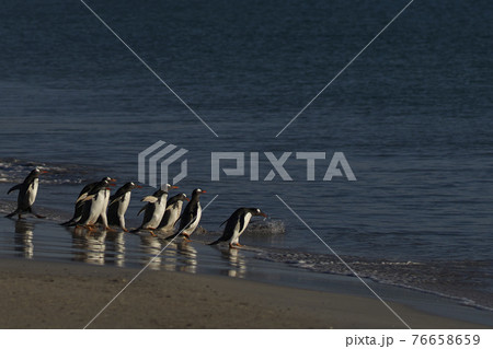 Gentoo Penguins going to sea Gentoo Penguins going to sea 76658659