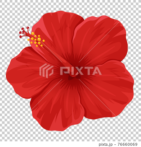 赤いハイビスカスの花のイラストのイラスト素材