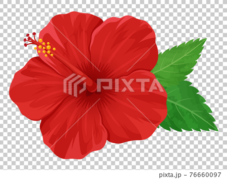 赤いハイビスカスの花と葉っぱのイラストのイラスト素材