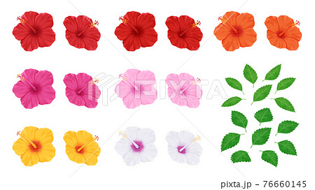 ハイビスカスの花と葉っぱのイラスト素材セットのイラスト素材