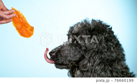 Freeze Motion shoot of black standard poodle sticking out 76660199