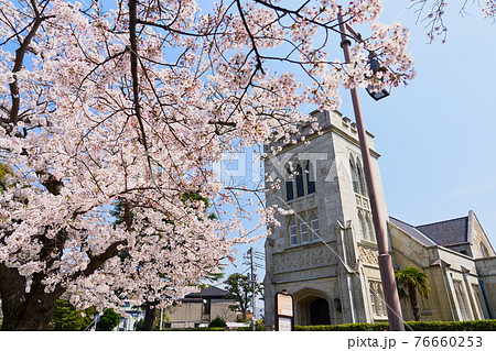 横浜 山手 横浜山手聖公会と桜 横浜 山手 横浜山手聖公会と桜 76660253