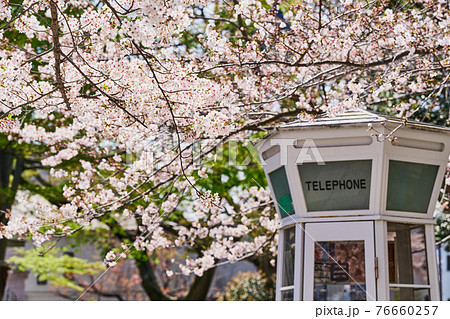 横浜・山手 元町公園の電話ボックスと桜 横浜・山手 元町公園の電話ボックスと桜 76660257