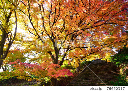 村松公園の紅葉（新潟県） 76660317
