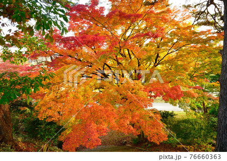 村松公園の紅葉（新潟県） 76660363