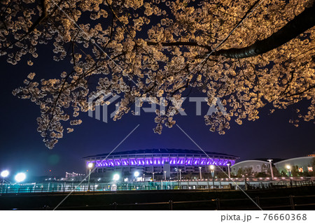 夜桜 新横浜 鳥山川 夜桜 新横浜 鳥山川 76660368