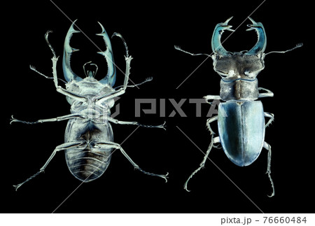 Stag beetle Lucanus cervus isolated on white. Top and Bottom Stag beetle Lucanus cervus isolated on white. Top and Bottom 76660484