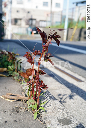 ヤブガラシ 76660738