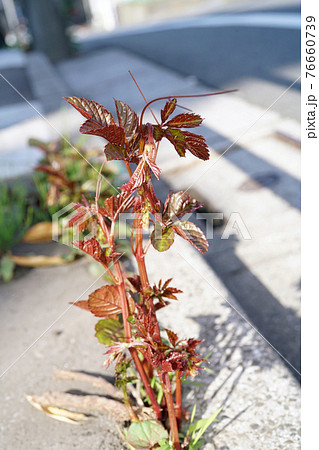 ヤブガラシ 76660739