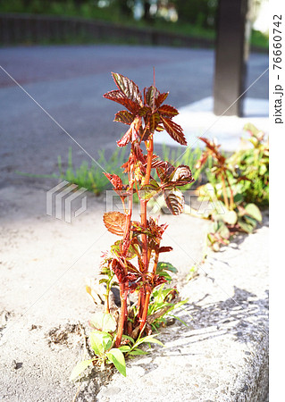 ヤブガラシ 76660742