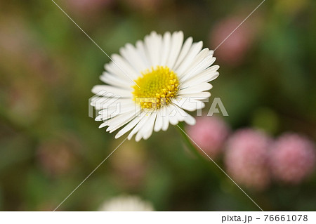 ペラペラヨメナ ペラペラヨメナ 76661078