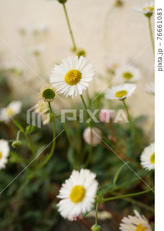 ペラペラヨメナ 76661083