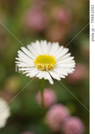 ペラペラヨメナ 76661092