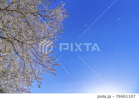 青空を背景にした満開の桜の桜吹雪とヒコーキ雲の写真素材