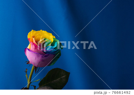 Multicolor rose. Amazing rainbow rose flower on blue background Multicolor rose. Amazing rainbow rose flower on blue background 76661492