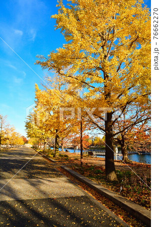 紅葉の新潟県スポーツ公園(新潟県) 紅葉の新潟県スポーツ公園(新潟県) 76662270