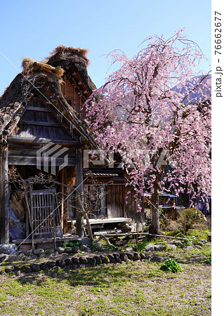 桜の咲く白川郷 76662677