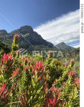南アフリカの植物 76663152
