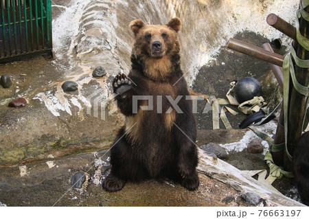 羆　4 76663197
