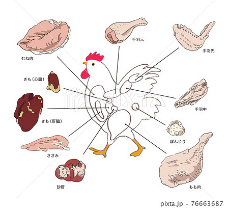 鶏肉の部位解説ー手描きのイラストのイラスト素材