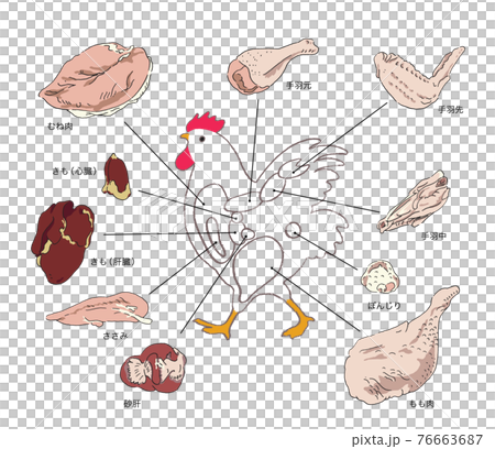 鶏肉の部位解説ー手描きのイラストのイラスト素材