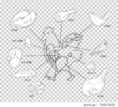 鶏肉の部位解説ー手描きのイラストのイラスト素材