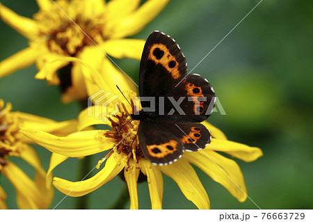 吸蜜するクモマベニヒカゲ 吸蜜するクモマベニヒカゲ 76663729