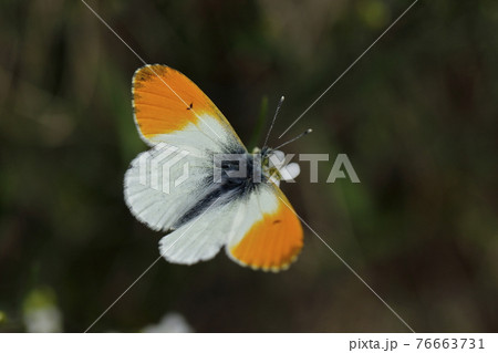 ミヤマハタザオで吸蜜するクモマツマキチョウ 76663731