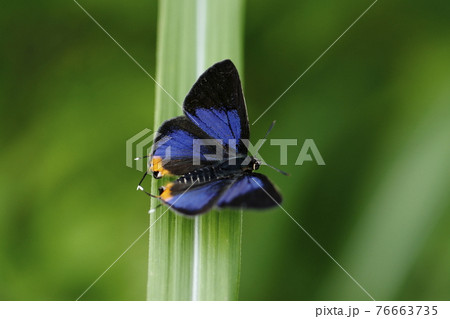 開翅するキマダラルリツバメ 76663735