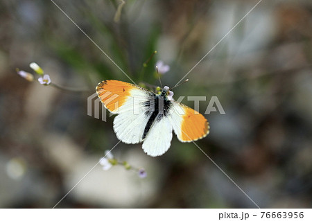 開翅するクモマツマキチョウ 76663956