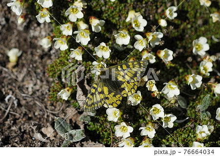 イワウメで吸蜜するウスバキチョウ イワウメで吸蜜するウスバキチョウ 76664034